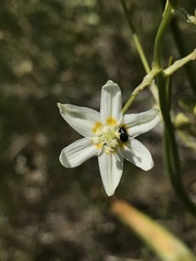 Toxicoscordion fontanum