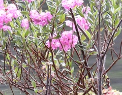 Kalmia microphylla occidentalis