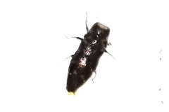 Taphrocerus