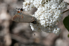 Electrostrymon guzanta