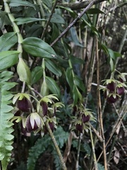 Epidendrum megalospathum