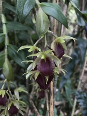 Epidendrum megalospathum