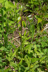 Taenidia integerrima