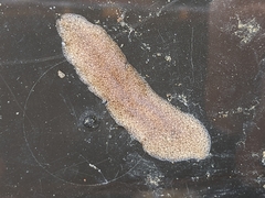 Kaburakia excelsa