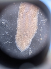 Kaburakia excelsa