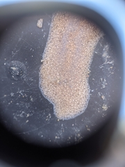 Kaburakia excelsa