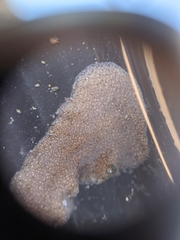 Kaburakia excelsa