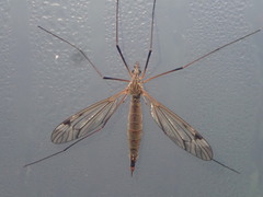 Tipula submarmorata