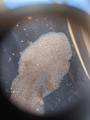 Kaburakia excelsa