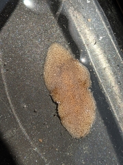 Kaburakia excelsa