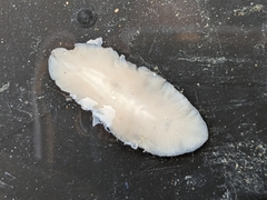 Kaburakia excelsa