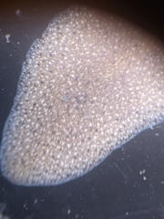 Kaburakia excelsa