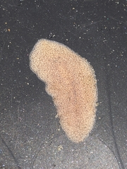 Kaburakia excelsa
