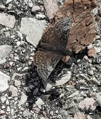 Erynnis icelus
