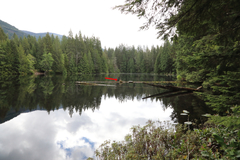 Kalmia microphylla occidentalis