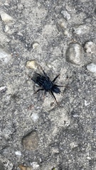 Sphodros atlanticus