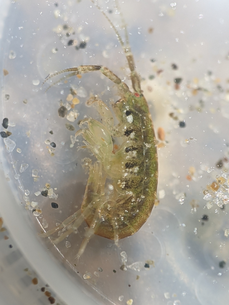 Ampithoe sectimana