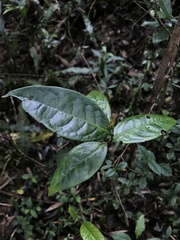 Prunus buxifolia