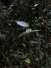 Prunus buxifolia