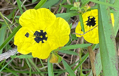 Oenothera berlandieri pinifolia