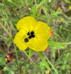Oenothera berlandieri pinifolia