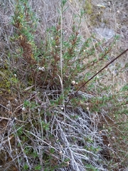 Margyricarpus pinnatus