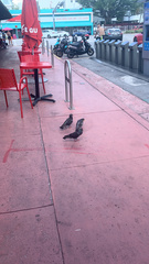 Columba livia domestica