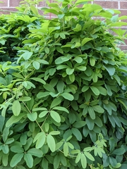 Akebia