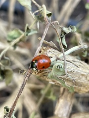 Coccinella septempunctata