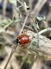 Coccinella septempunctata