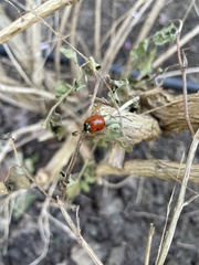 Coccinella septempunctata