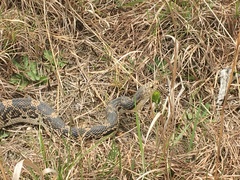 Pituophis melanoleucus melanoleucus