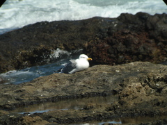 Larus michahellis atlantis
