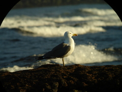 Larus michahellis atlantis