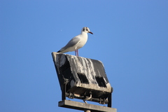 Chroicocephalus ridibundus