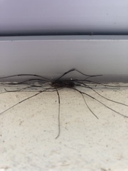 Opiliones