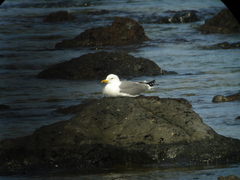 Larus michahellis atlantis