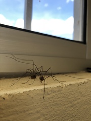 Opiliones