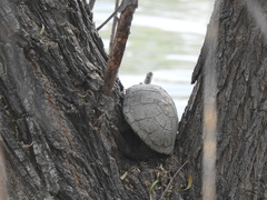 Kinosternon durangoense