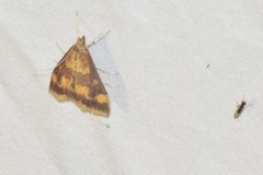 Pyrausta onythesalis