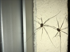 Opiliones