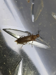 Cebrioninae