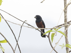 Sporophila angolensis