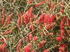 Prosopis humilis