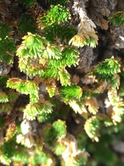 Selaginella eremophila