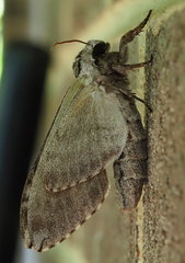 Ceratomia undulosa