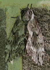 Ceratomia undulosa