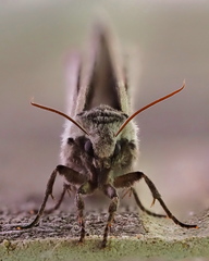 Ceratomia undulosa