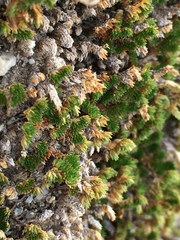 Selaginella eremophila