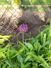 Allium hollandicum